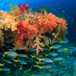 Wisata laut Indonesia