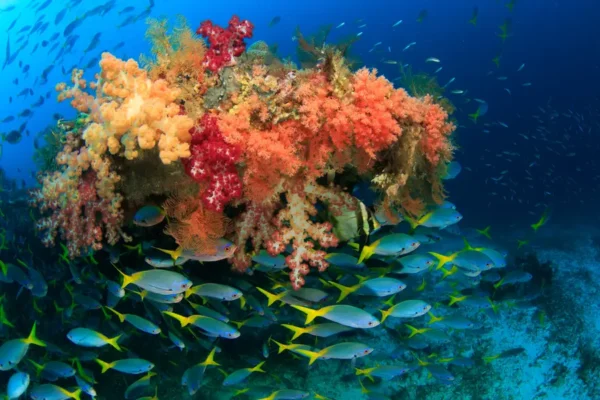 Wisata laut Indonesia